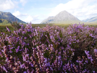 with purple heather in highlands on West Highland Way, Glencoe, Scotland