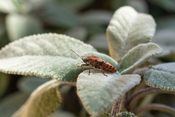 Pirrocoride