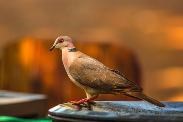 Red-eyed dove in Kruger National Park, South Africa. Streptopelia Semitorquata species.