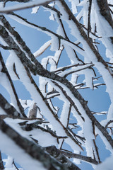iced branches 4