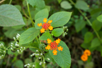 fresh bright yellow tropical flowers close up on a blurred background of green leaves