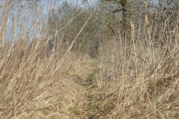 Feldweg im Spätsommer
