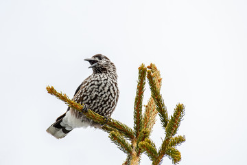 Spotted Nutcracker Nucifraga caryocatactes sitting on the perch