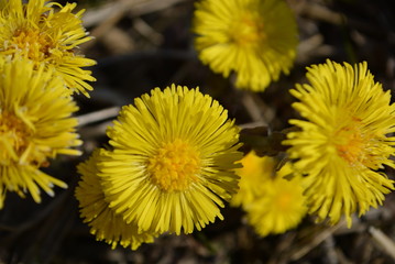 Tussilago farfara L.