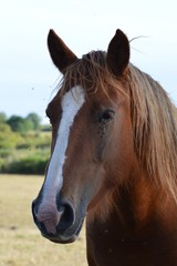 Chevaux en Aveyron