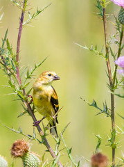 Female American Goldfinch perched on Thistle