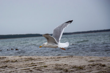 Fototapeta na wymiar flying gull