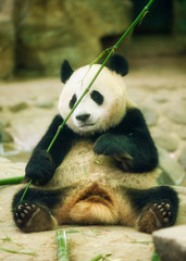 The giant panda sits and holds a bamboo sprig in its paws.
