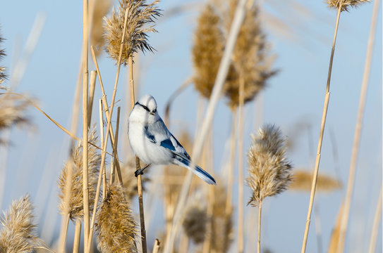Azure tit and reed in the lake