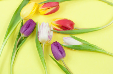 Colorful tulips on yellow background. Spring concept.