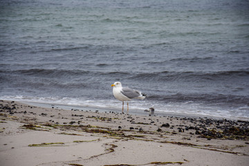 Gull on the Baltic Sea