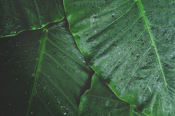Tropical Green Leaves of Elephant Ear Plant with Raindrops in Dark Tone Color as Background