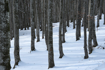 snow in the beech forest
