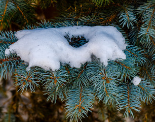 Close-up of a winter snow-covered branch of a Christmas tree with a soft blurred background