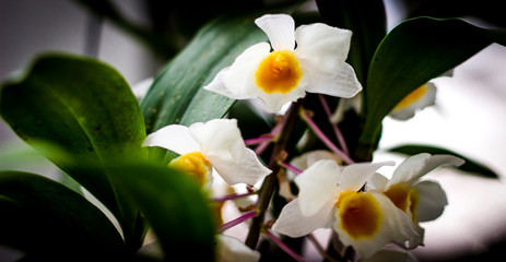 orquidario municipal