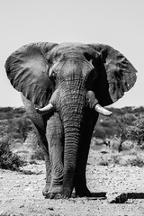 Elefant in Namibia Frontalaufnahme