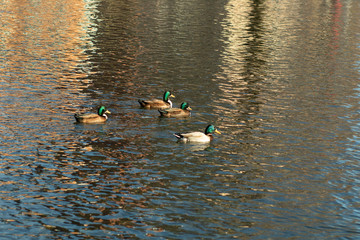Ducks at the Park