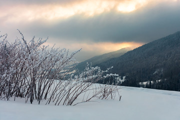 bush on the meadow in mountain at sunrise. beautiful winter scenery. overcast gloomy sky. cold weather