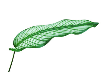 Tropical Green Leaf of Pin Stripe Calathea, Calathea ornata Plant Isolated on White Background