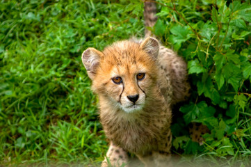 Cheetah Cub