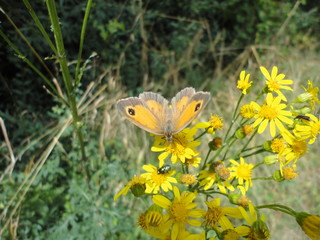 Papillon sur fleurs jaunes
