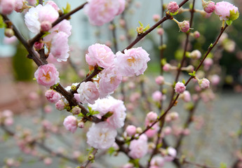Almonds three-blade (Prunus triloba Lindl.), branches with flowers