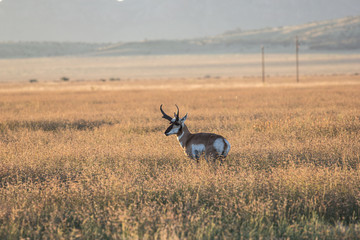 Pronghorn antelope in the tall prairie grass.  Mountains rise in the distance.  