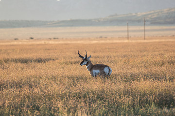 Pronghorn antelope in the tall prairie grass.  Mountains rise in the distance.   © Renny Spencer 