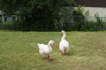 Two white geese  on the grass  on the farm
