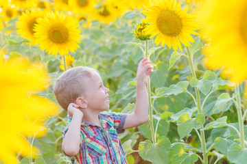 Happy little boy on the field of sunflowers