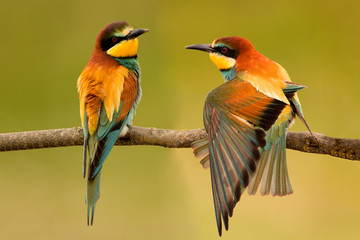 Pair of bee-eaters perched on a branch.