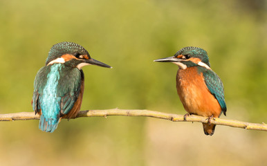 Couple of kingfishers in the nature.