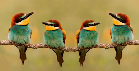 Meeting of four bee-eaters