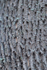 The structure of the bark of a tree trunk
