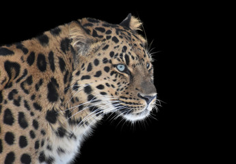 Fototapeta na wymiar Far Eastern leopard on a black background