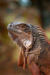 Red iguana