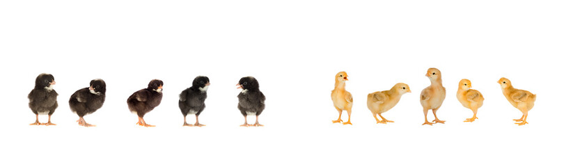 Meeting of chickens at Easter