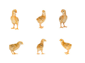 Meeting of chickens at Easter