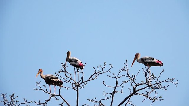 HD 1080p super slow Anastomus oscitans birds