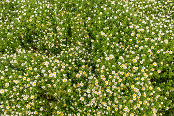 Flower carpet. Sweet little white chamomile flowers. Natural summer background