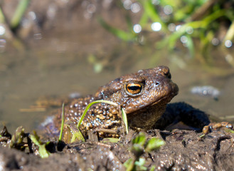 brown frog