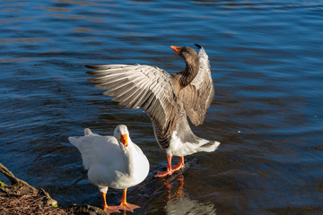 close up of two geese with one goose rearing up and spreading and flapping its wings