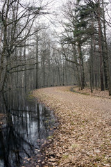Autumn forest. Trees in the water and road with yellow dry leaves...