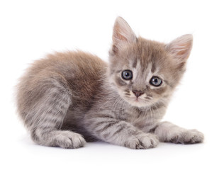 Fototapeta premium Small gray kitten.