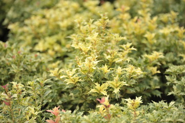Osmanthus heterophylus tricolor