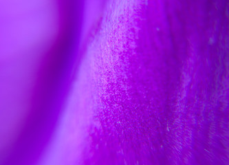 tulip petal, macro, very small depth of sharpness, abstract image..