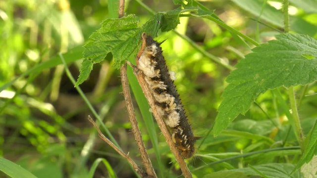 Larvae of the parasitoid wasps on the сaterpillar of Euthrix potatoria's butterfly.