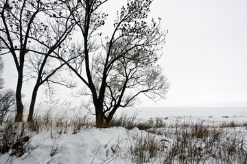 Silhouettes of trees in the winter on the shore of the Gulf of Finland