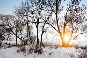 Silhouettes of trees in the winter on the shore of the Gulf of Finland at sunset