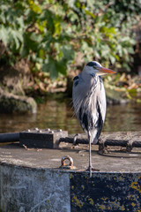 grey heron standing on one leg